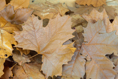 Texture with Platanus leaves. The plane trees are trees of the genus Platanus, family Platanaceae, which are native to Eurasia and North America.の写真素材