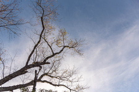 Silhouette of dead tree with blue sky and cloud background.