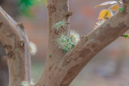 Trunk and flowers of Myrciaria cauliflora tree. Popular name: jabuticaba. Origin: Brazilian....