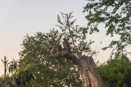 Bird Turdus rufiventris perched on dry tree branch. Native bird of several countries in South America, such as Argentina, Brazil, Bolivia, Uruguay and Paraguay.の写真素材