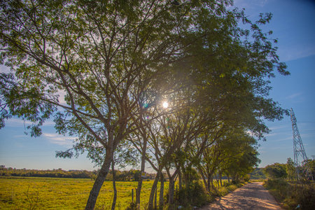 Beautiful nature view of tree with sunlight in the morning, Thailand.の写真素材