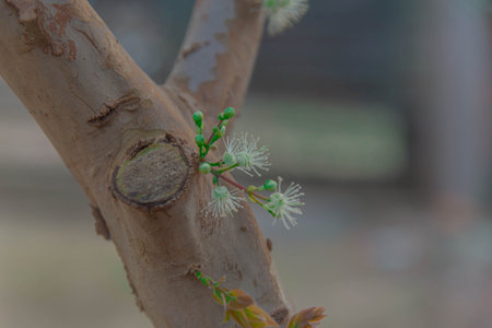 Trunk and flowers of Myrciaria cauliflora tree. Popular name: jabuticaba. Origin: Brazilian. Characteristics: it is a wild berry with a dark purple or black color. It has a white and juicy pulp.の写真素材