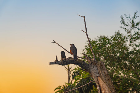 Bird Turdus rufiventris perched on dry tree branch. Native bird of several countries in South America, such as Argentina, Brazil, Bolivia, Uruguay and Paraguay.の写真素材