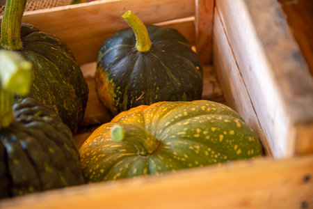 Cucurbita maxima x Cucurbita moschata fruits in wooden boxes for transport.
