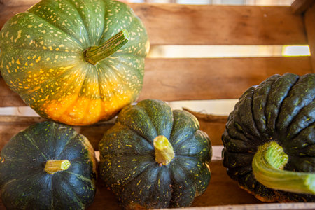 Cucurbita maxima x Cucurbita moschata fruits in wooden boxes for transport.