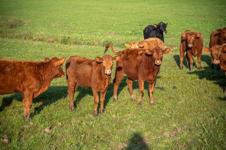Farm animals of the "devon" breed.の写真素材