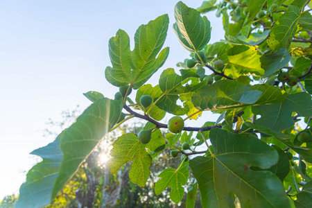 Figs growing on a fig tree in a sunny summer day.の写真素材