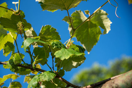 Grapevine leaves and flowers (vitis vinifera).の写真素材