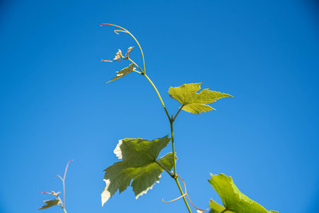 Grapevine leaves and flowers (vitis vinifera).の写真素材