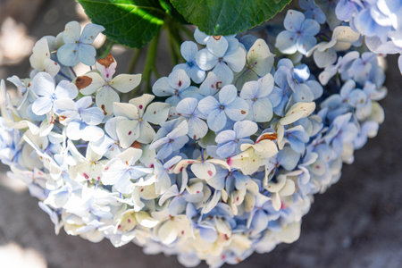 Hydrangea macrophylla flowers.