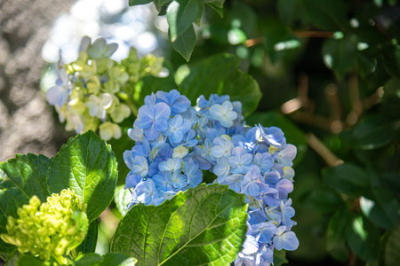 Hydrangea macrophylla flowers.