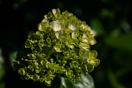 hydrangea plant and flowers (Hydrangea macrophylla)の写真素材
