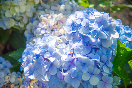 Hydrangea macrophylla flowers.の写真素材
