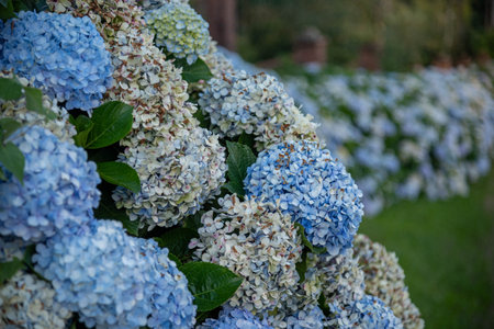 Hydrangea macrophylla (Thunb.) known by the common names of hydrangea or simply granja.の写真素材