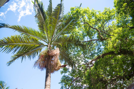 Jeriva tree and fruits (Syagrus romanzoffiana), also called ox-drool, catarrh coconut, jerivÃ¡...