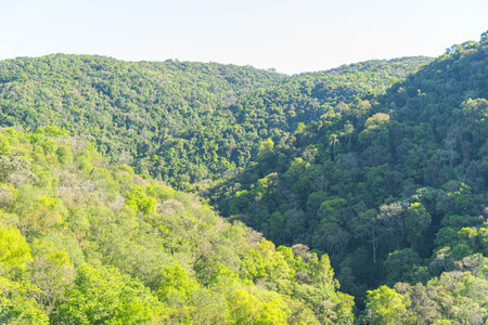 Atlantic forest reserve in itaara rs brazil