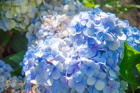 Hydrangea macrophylla flowers.
