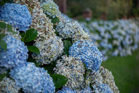 Hydrangea macrophylla (Thunb.) known by the common names of hydrangea or simply granja.