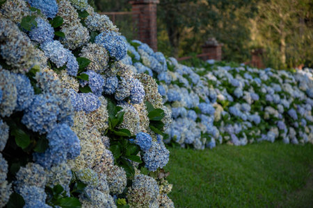 Hydrangea macrophylla (Thunb.) known by the common names of hydrangea or simply granja.