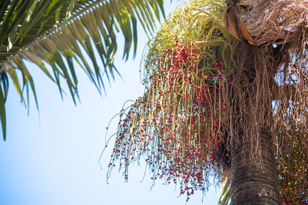 Jeriva tree and fruits (Syagrus romanzoffiana), also called ox-drool, catarrh coconut, jerivÃ¡...