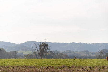Landscapes of the South American pampas