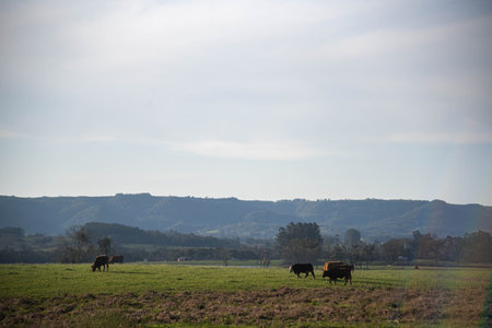 Landscapes of the South American pampasの写真素材