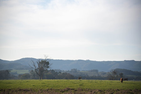 Landscapes of the South American pampas