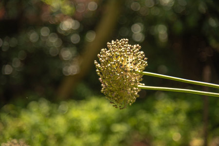 broadleaf wild leek.