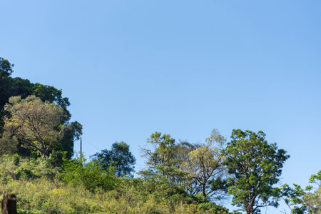 Atlantic forest reserve in itaara rs brazil