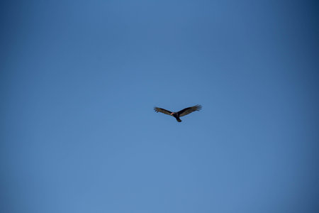 Black vulture (Coragyps atratus) is a species of vulture that occurs in Rio Grande do Sul Brazil.の写真素材