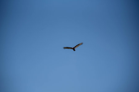 Black vulture (Coragyps atratus) is a species of vulture that occurs in Rio Grande do Sul Brazil.の写真素材