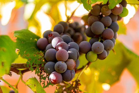 Bunches of grapes in a vineyard.