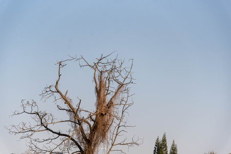 dry tree on a blue background.