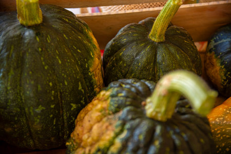 Cucurbita maxima x Cucurbita moschata fruits in wooden boxes for transport.