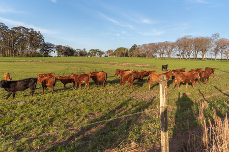 Farm animals of the devon breed.