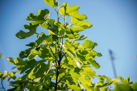 Edible fig plant (Ficus carica)