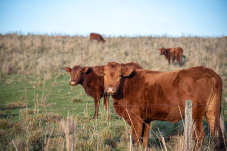 Farm animals of the "devon" breed.の写真素材