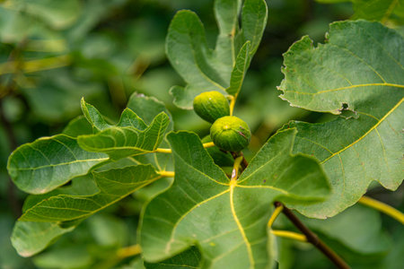 Fruits of Ficus carica L..の写真素材