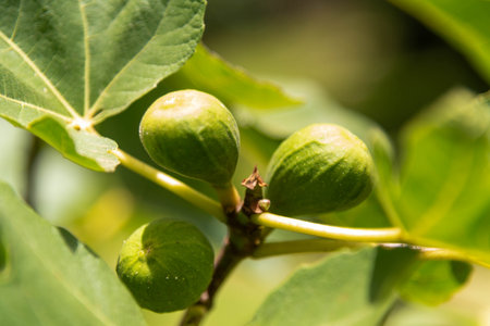 Fruits of Ficus carica L..