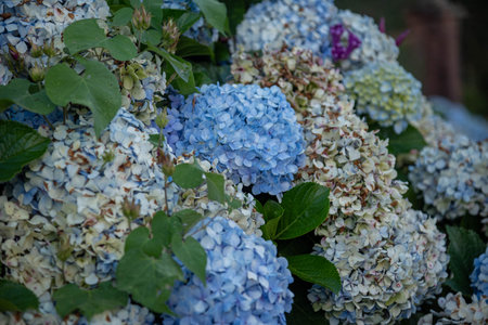 Hydrangea macrophylla (Thunb.) known by the common names of hydrangea or simply granja.