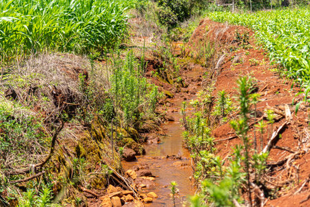 Irrigation channel in corn field in Brazil.