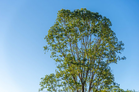 Tree with green leaves on blue sky background, nature and environment concept