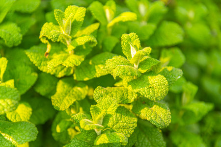 Mentha spicata leaves and plants.