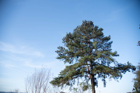 Pinus elliottii tree on blue background