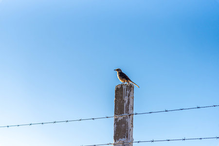 Pampas Biome Birds on Barbed Wire Fence..