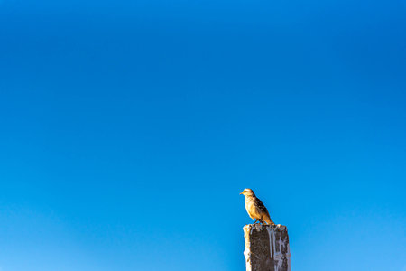 Pampas Biome Birds..