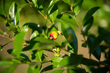 Rio Grande cherry plant and fruit (Eugenia involucrata).