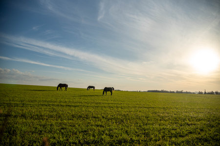 Rural landscape in southern Brazil