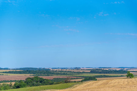 Soybean cultivation fields in Rio Grande do Sul Brazil..の写真素材
