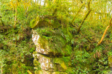 Stone stream in tropical forest in Brazil.